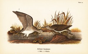 ソリハシセイタカシギ（Tringa solitaria）オス1、メス2 作： John James (after) Audubon