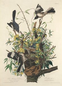 モッキング・バード 作： John James (after) Audubon