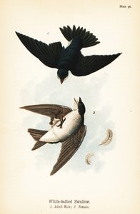 ツバメ（Tachycineta bicolor 作： John James (after) Audubon