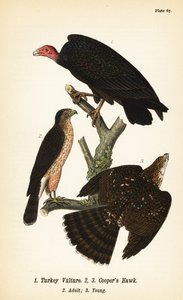 トルコハゲタカ（Cathartes aura）1、クーパーズ・ハイク（Accipiter cooperii）成虫2、幼虫3 作： John James (after) Audubon