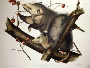 ジョン・T・ボーエン（1801-c.56）による「アメリカの四足動物」よりヴァージニアオポッサム、1845年（彩色済みエングレーヴィング 作： John James (after) Audubon