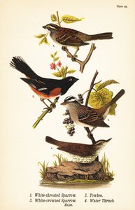 ホワイトスロートスパロウ（Zonotrichia albicollis）1、イースタントウヒ（Pipilo erythrophthalmus）2、ホワイトクラウンスパロウ（Zonotrichia leucophrys）3、ノーザンウォータースラッシュ（Parkesia noveboracensis）4 作： John James (after) Audubon