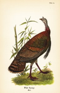 ワイルドターキー（Meleagris gallopavo）、男性
