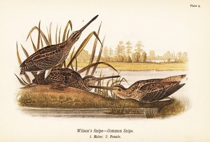 シギ（Gallinago delicata）、オス1、メス2 作： John James (after) Audubon