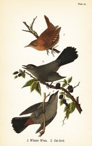 ミソサザイ（Troglodytes hiemalis）1、ハイイロチュウヒ（Dumetella carolinensis cat-bird）2 作： John James (after) Audubon