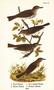 ウッド・ツグミ（Hylocichia mustelina）1、スワインソンズ・ツグミ（Catharus ustulatus）2、オリーブ・バック・ツグミ（Catharus guttatus）3、タウニー・ツグミ（Wilson