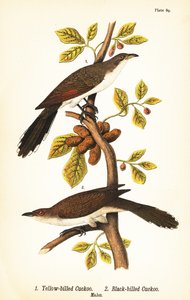 黄綬褒章を受章したカッコウ1、黒綬褒章を受章したカッコウ2のオス 作： John James (after) Audubon