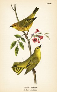 黄色いウグイス（Setophaga petechia）、男性1、女性2 作： John James (after) Audubon
