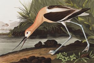 ジョン・J・オーデュボンのパブ「The Birds of America」のアメリカン・アボセット、Recurvirostra Americana。 1827-38 作： John James Audubon