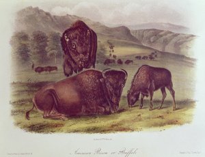 アメリカのバイソンまたはバッファロー、「北米の四足動物」、1842-45 作： John James Audubon