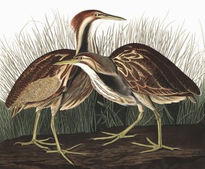 アメリカのにがり、Botaurus Lentiginosus、ジョン・J・オーデュボンの「The Birds of America」より、パブ。 1827-38 作： John James Audubon