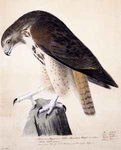 アメリカノスリまたはホワイトブレストホーク、 作： John James Audubon