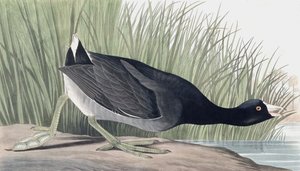 アメリカのオオバン、Fulica Americana、ジョン・J・オーデュボンの「The Birds of America」より、パブ。 1827-38 作： John James Audubon
