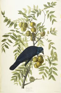 アメリカンクロウ、1833 作： John James Audubon
