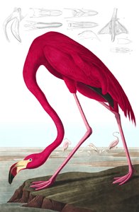 アメリカン・フラミンゴ（Phoenicopterus Ruber）John J. Audubon著「The Birds of America」より。1827-38年（手彩色彫刻）。 作： John James Audubon