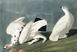 アメリカン・ターミガン、テトラオ・ムトゥス：ジョン・J・オーデュボンの「The Birds of America」出身の白い尾のグラウス、テトラオ・ルクルス、パブ。 1827-38 作： John James Audubon
