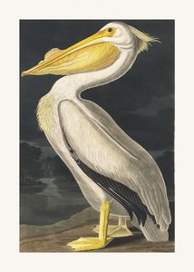 作： John James Audubon