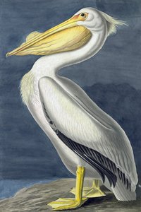 アメリカの白いペリカン、Pelecanus Erythrorhynchos、ジョン・J・オーデュボンの「The Birds of America」より、パブ。 1827-38