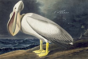 アメリカの白いペリカン、Pelecanus Erythrorhynchos、ジョン・J・オーデュボンの「The Birds of America」より、パブ。 1827-38 作： John James Audubon