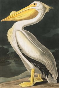 アメリカの白いペリカン、Pelecanus Erythrorhynchos、ジョン・J・オーデュボンの「The Birds of America」より、パブ。 1827-38 作： John James Audubon