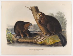 アメリカのビーバー、1844 作： John James Audubon