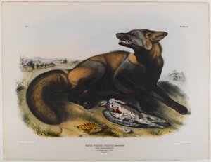 アメリカンクロスフォックス 作： John James Audubon