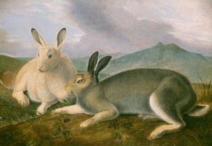 北極ウサギ（1841年頃）（紙に水彩と油絵の具で描いたペンと黒のインク） 作： John James Audubon
