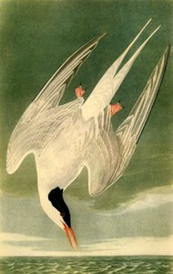 「ホッキョクアジサシ」、1835 年、1942 年。 作： John James Audubon