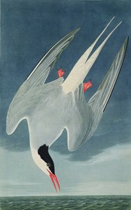 北極のアジサシ、「鳥のアメリカ」からロバートハヴェル（1793-1878）によって刻まれた1835年公開