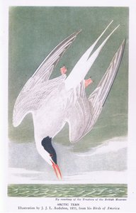 北極アジサシ