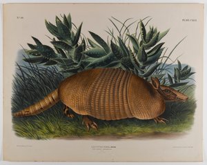 アルマジロ 作： John James Audubon