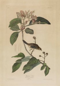  作： John James Audubon