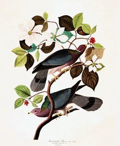ジョンJ.オーデュボンのパブ「The Birds of America」より、バンドテールドピジョン、コロンバファシアタ。 1827-38 作： John James Audubon