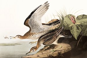 Bartram Sandpiper、Bartramia Longicauda、ジョン・J・オーデュボンの「The Birds of America」より、パブ。 1827-38 作： John James Audubon