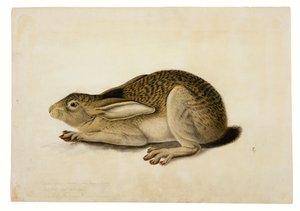 クロオウサギ 作： ジョン・ジェームス・オーデュボン