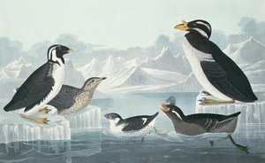 自然から描かれたブラックスロートギレモット、Nobbed-Billed Auk、Curled-Crested Auk、Horn-Billed Guillemot 作： John James Audubon