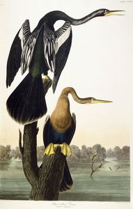 黒腹のダーター、1836 作： John James Audubon