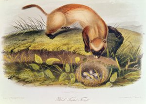 北米の四足動物からのクロアシイタチ（1842-5） 作： John James Audubon