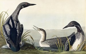黒のどダイバー 作： John James Audubon