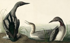 ジョン・J・オーデュボンのパブ「アメリカの鳥」の黒喉のダイバー、コリンバス・アークティカス。 1827-38 作： John James Audubon