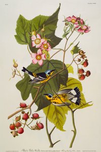 黒と黄色のウグイス。マグノリアワーブラー 作： John James Audubon