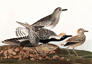 ジョン・J・オーデュボンの「The Birds of America」のパブ。 1827-38 作： John James Audubon