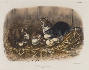 ブラックラット、1845年頃 作： John James Audubon