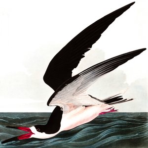 ジョン・J・オーデュボンのパブ「The Birds of America」のブラックスキマーまたはシアウォーター、Rhincops Nigra。 1827-38 作： John James Audubon