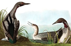 ジョン・J・オーデュボンのパブ「アメリカの鳥」のブラック・スロート・ダイバー、コリンバス・アークティカス。 1827-38 作： John James Audubon