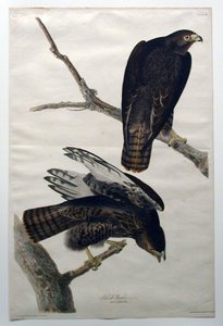  作： John James Audubon