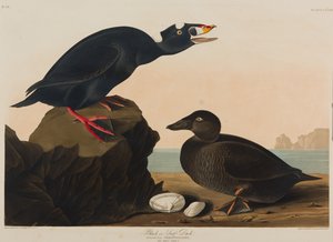 Black or Surf Duck、1836（紙にトイレ） 作： John James Audubon