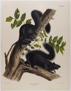 黒リス 作： John James Audubon