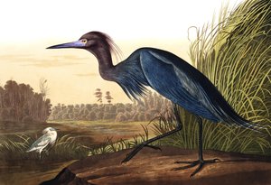 ブルークレーンまたはヘロン、アルデーアCoerulea、ジョンJ.オーデュボン、パブの「鳥のアメリカ」から。 1827-38
