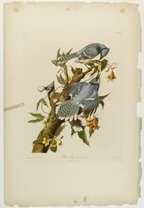ジュリアン・ビエンによって印刷され、Roe Lockwood＆Sonによって出版された1861年のブルージェイ（クロモリソグラフ） 作： John James Audubon